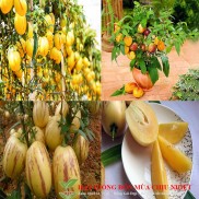 [Mã LIFE5510K giảm 10K đơn 20K] GÓI 20 HẠT GIỐNG DƯA HẤU PEPINO